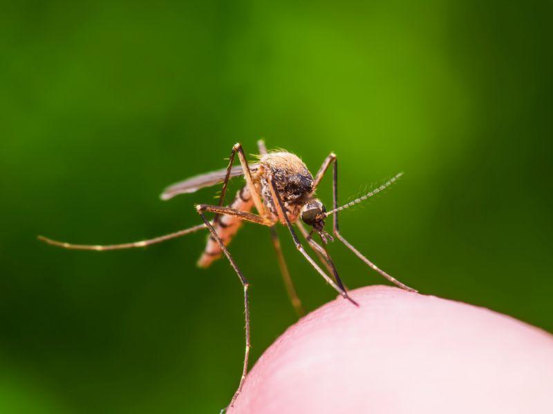 Macro Photo of Yellow Fever, Malaria or Zika Virus Infected Mosquito Insect Bite on Green Background