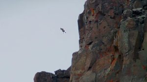 Those Birds That Jump Off Cliffs