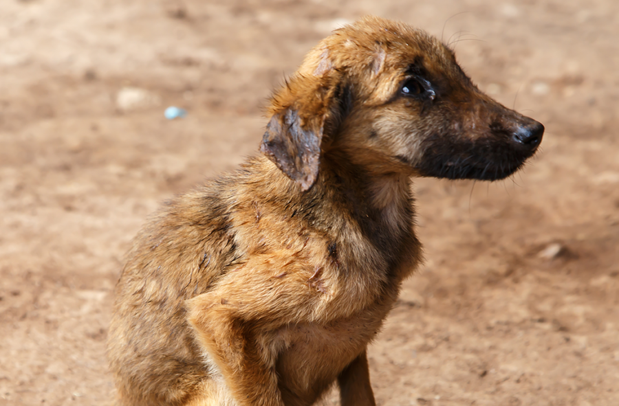 5 Ways to help stop animal cruelty