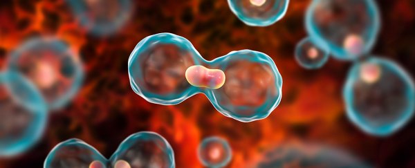 U.S. Cancer Survival Rates Reach Historic Highs